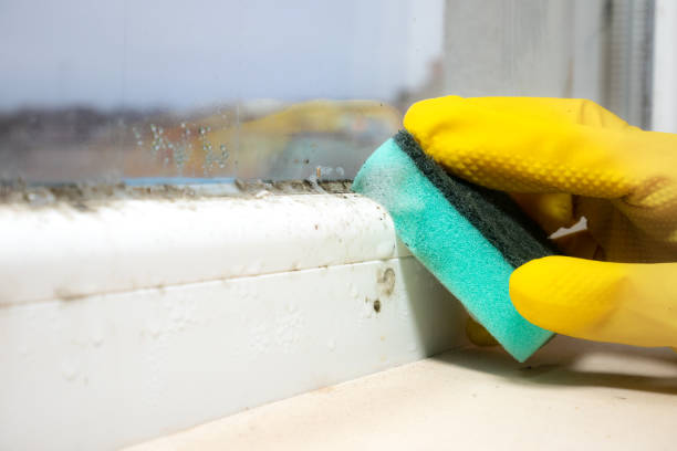 Best Crawl Space Mold Removal  in Winterset, IA