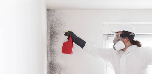 Best Mold Damage Repair  in Winterset, IA
