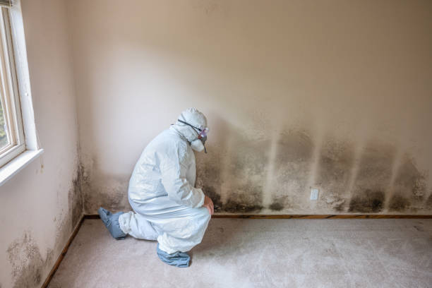 Best Mold Remediation  in Winterset, IA