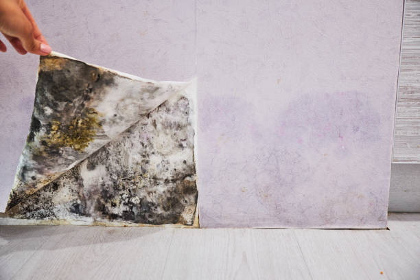 Best Residential Mold Removal  in Winterset, IA